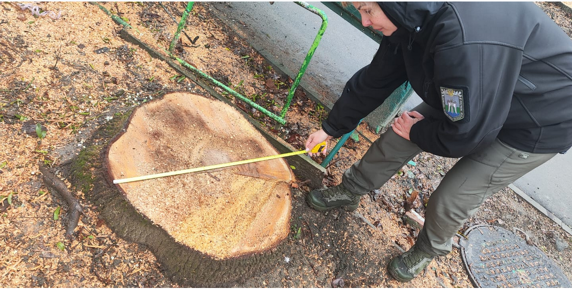 Самовільна вирубка дерев у Харкові: порушника оштрафували на понад 23 тисячі гривень